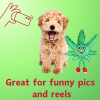 My Name is MJ, Cute Stuffed Parody Marijuana Leaf Dog Toy, Funny Squeaky Weed Toy, Cool Plush Novelty 420 Gift for Puppies & Small, Medium & Large Br